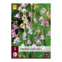 Lelietje-van-dalen bol Rosea (zak van 1 stuk)